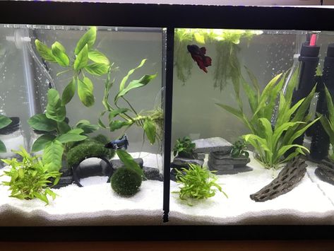 10 Gallon Tank Dividers - Lifewithpets Divided Betta Tank, 10 Gallon Fish Tank, Fish Tank Ideas, Fish Tank Themes, Fish Tank Terrarium, Cool Fish Tanks, Fish Tank Design, Betta Aquarium, Tropical Fish Tanks