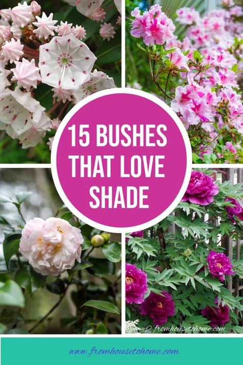 15 bushes that love shade | Gardening Shade Bushes, Perennial Garden Design, Flower Garden Layouts, Shade Loving Shrubs, Plants Under Trees, Evergreen Flowers, Bushes And Shrubs, Shade Garden Plants, Full Sun Plants