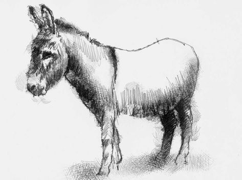 Artist Sean Briggs producing a sketch a day Donkey #art #donkey #drawing #sketch Donkey Sketch, Tower Sketch, Donkey Drawing, Back Drawing, Baby Animal Drawings, Cute Donkey, Ear Art, Sketch A Day, Horse Drawings