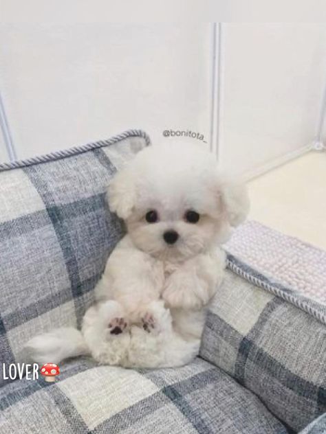 Anjing Maltese, Cute Fluffy Dogs, Cute Dog Wallpaper, Really Cute Puppies, Very Cute Dogs, Puppies And Kitties, Really Cute Dogs, Cute Little Puppies