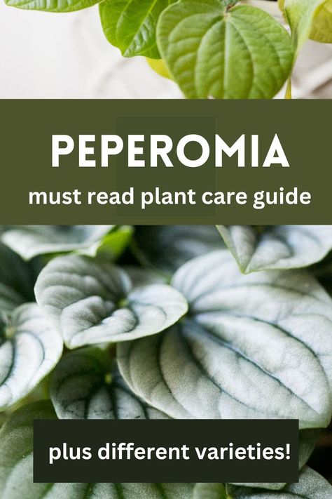 peperomia growing in a pot Peperomia Plant Care, Houseplant Aesthetic, Houseplants For Beginners, Easy Houseplants, Low Maintenance Indoor Plants, Easy Indoor Plants, Best Houseplants, Peperomia Plant, Garden Exterior