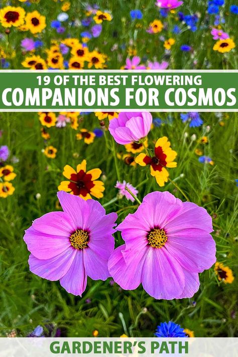 Cosmos In Containers, Cosmos In Garden, Cosmos Garden Ideas, Cosmos In Pots, Cosmos Varieties, Cosmo Garden, Cosmos Flowers Garden, Yellow Cosmos Flowers, Cosmos Garden