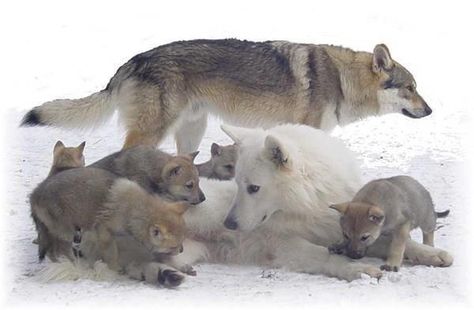 Baby Wolves, Wolf Husky, Wolf Pup, Wolf Love, Wild Wolf, Wolf Pictures, Wolf Spirit, Beautiful Wolves, Wild Dogs