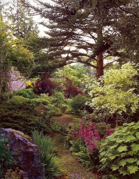 Redwood Landscaping, Ironwood Tree, Understory Plants, Red Oak Tree, Redwood Tree, Big Tree, Pine Tree, Small Garden Design, Oak Tree