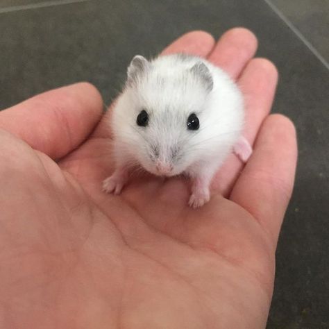 Here at Mansfield Aquatic Reptile and Pet Centre (MARP) we have some very friendly 8 week old winter white dwarf hamsters. We have a variety of colours with both male and female available all bred by ourselves and handled daily. Dwarf hamsters are £8.95 each and must live alone. Starter kits are available including winter white hamster, suitable cage, bedding, substrate and food. Deluxe packages are available which include mineral stones, vitamin drops, disinfectant and treats. Food must be t... Winter White Hamster, Hamsters As Pets, Hamster Life, Baby Hamster, Hamster Toys, Funny Hamsters, More Friends, Cute Small Animals, Pets 3