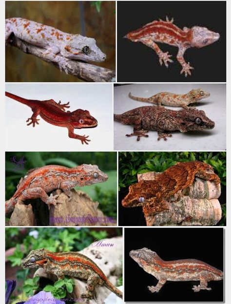 Various Gargoyle Gecko color morphs. Gargoyle Gecko Morphs, Gargoyle Gecko, Ocean Ecosystem, Cute Lizard, Crested Gecko, Reptile Snakes, Cute Reptiles, Leopard Gecko, Reptiles And Amphibians