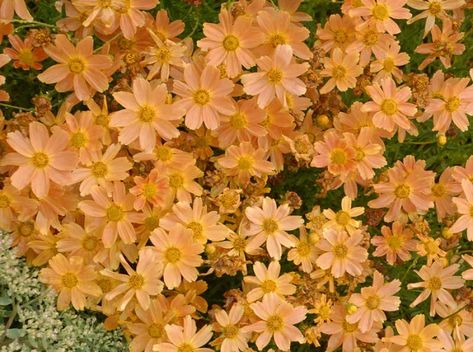 Coreopsis 'Sienna Sunset' (Tickseed) Plants Humidity, Heat Tolerant Plants, Making Plant Pots, Prairie Garden, Flowers Orange, Garden Shrubs, Burnt Sienna, Coral Flowers, Traditional Garden