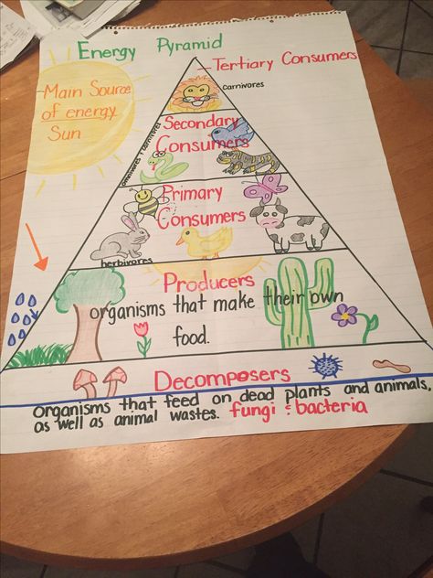 Food chain energy pyramid. 5th grade Food Chain Project, السلسلة الغذائية, Science Anchor Charts, Energy Pyramid, Biology Classroom, 7th Grade Science, Food Chains, 4th Grade Science, 6th Grade Science