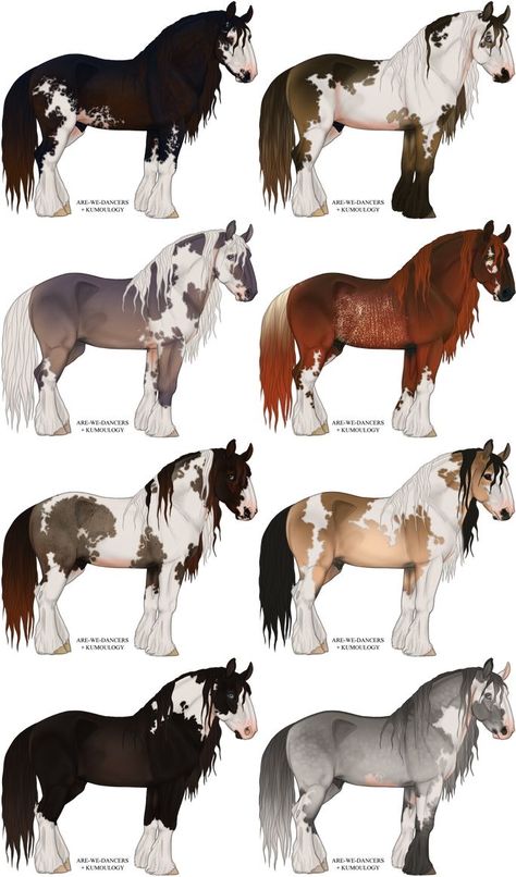 Horse Animation, Horse Markings, Horse Art Drawing, Horse Coat Colors, Horse Facts, Horse Anatomy, Big Horses, Fantasy Horses, Most Beautiful Horses