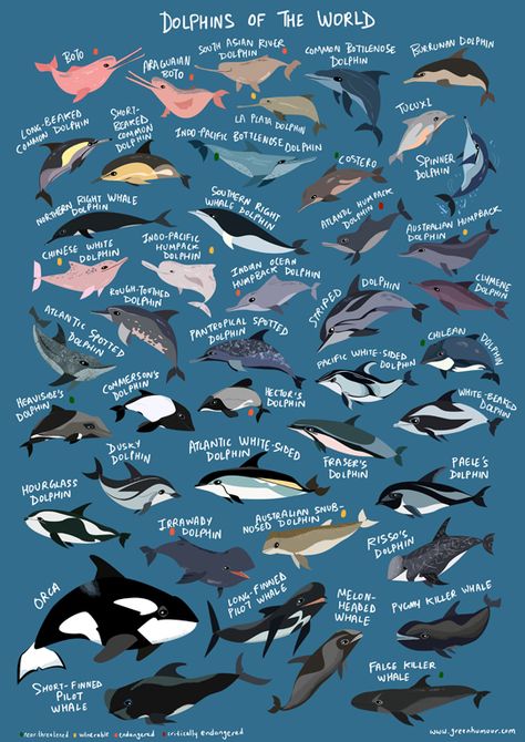 Zoological Illustration, Dolphin Swimming, Animal Infographic, Creature Marine, Sea Creatures Art, World Poster, Wooden Surfboard, Shower Thoughts, Ocean Fish