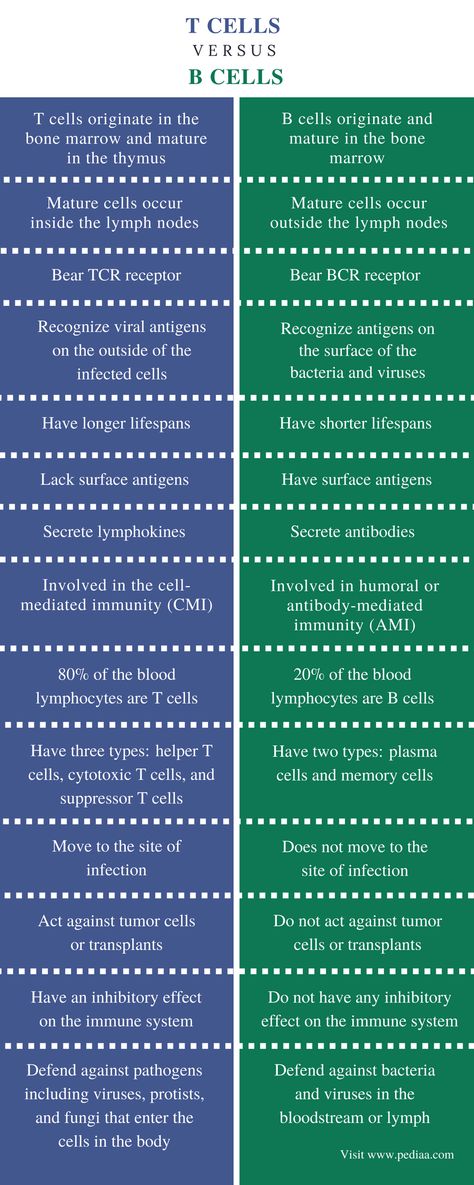 Difference Between T Cells and B Cells | Definition, Characteristics, Function Biochemistry Notes, T Cells, Learn Biology, Mcat Study, Study Biology, Basic Anatomy And Physiology, Nurse Study Notes, B Cell, Biology Facts