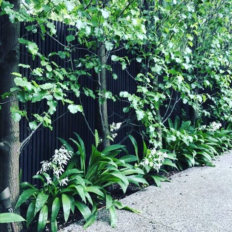 Nadia Gill Landscape Architect on Instagram: “Perfect leafy green combo for narrow spaces 🌿 #landscapedesign #nadiagilldesign #gardenrefurbishment #landscape #home #plants…” Black Fence Ideas, Ornamental Pear Tree, House Garden Landscape, Courtyard Plants, Black Fence, Side Garden, Fence Ideas, Garden Landscape, Courtyard Garden