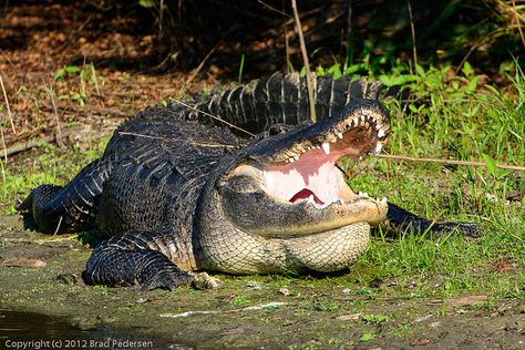 Alligator | Alligator at Green Cay Wetlands, Florida | Brad Pedersen | Flickr Alligator Photography, Reptile Zoo, Florida Attractions, American Alligator, Tourist Trap, Wildlife Habitat, Roadside Attractions, Crocodiles, Animal Planet