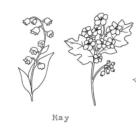 Hawthorne Flower Drawing, Hawthorn Flower Drawing, Hawthorne Flower, May Birth Flower, May Birth Flowers, Cartoon Flowers, Aesthetic Pics, Flower Doodles, Birth Flower