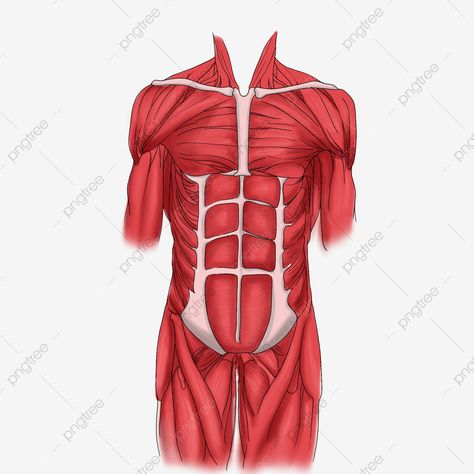 Muscle Clipart, Pita Merah, Decoration Illustration, Men's Muscle, Background Vintage, Muscle Fitness, Muscle Men, Png Clipart, Background Patterns