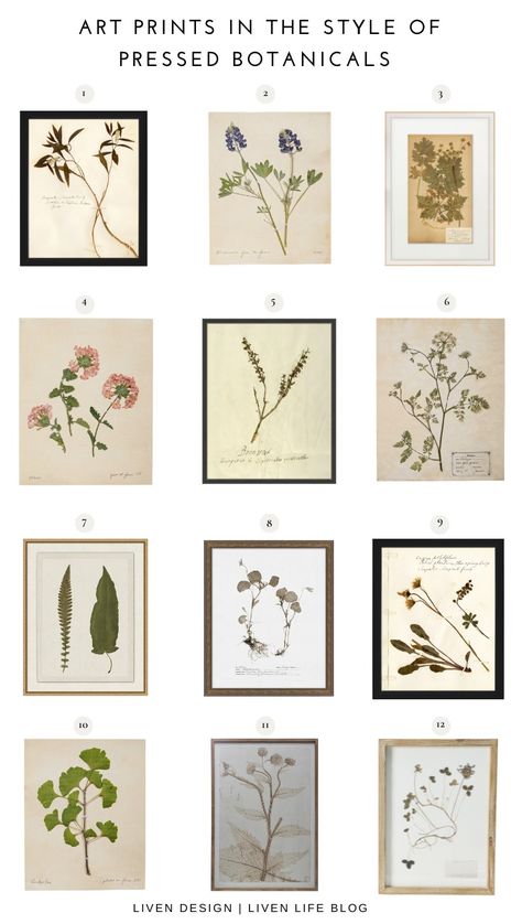 pressed botanical art prints. vintage botanical art. real like pressed botanical art. botanical floral pressed art. antique botanical art. botanical gallery art print set. pressed art reproductions. Pressed Botanical Art, Botanical Gallery Wall, Mirror Luxury, Art Prints Vintage, Botanical Floral Prints, Pressed Botanicals, Picture Frame Gallery, Botanical Print Set, Botanical Art Prints