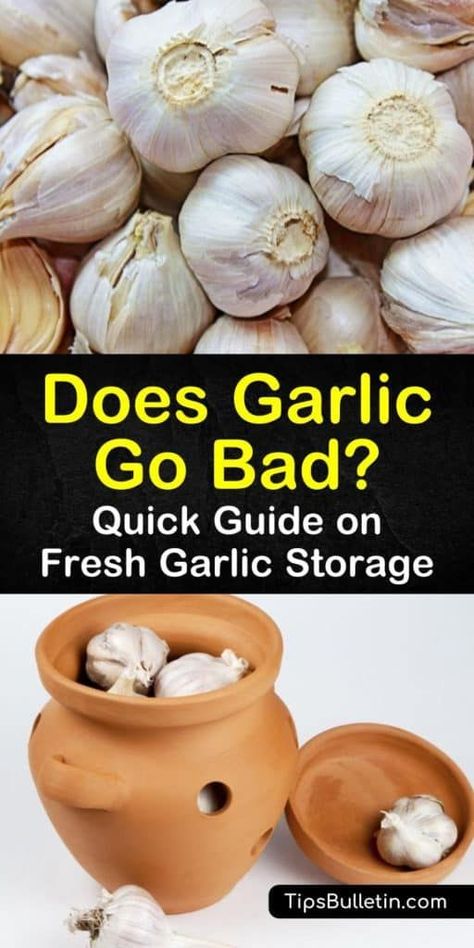 Discover how to tell when fresh garlic goes bad by checking for soft and brown spots. Improve the shelf life of garlic cloves and bulbs by storing them properly. Whole, unpeeled garlic will last longer then peeled or chopped cloves. #badgarlic #garlic #storegarlic Garlic Uses For Health, How To Store Fresh Garlic Bulbs, How To Store Fresh Garlic Cloves, Store Garlic Cloves How To, How To Keep Garlic Fresh How To Store, Fresh Garlic Storage, Garlic Storage Ideas, Freezing Potatoes, Preserving Garlic