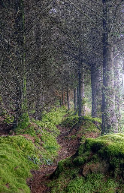 Tree Creeping On the path to King's Cave, Isle of Arran, Scotland. Misty and mysterious, also a great place to dodge the marauding midges... Isle Of Arran, Matka Natura, Belle Nature, Foto Tips, Sweet Delights, Inspiring Images, Magical Places, Enchanted Forest, Pretty Places