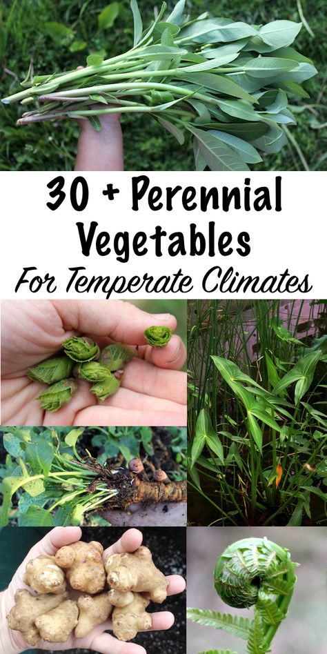 30+ Perennial Vegetables for Temperate Climates ~ Tired of starting over every spring? Plant perennial vegetables once and harvest for a lifetime! Not just for tropical climates, there are plenty of perennial vegetables for temperate climates. We grow just about all of these on our Vermont homestead in Zone 4. #permaculture #perennials #homesteading #growingfood #selfsufficiency #homestead #selfreliant Permaculture Homestead, Best Plants For Shade, Easy Perennials, Drought Tolerant Perennials, Long Blooming Perennials, Shade Loving Perennials, Shade Garden Plants, Perennial Vegetables, Perennial Herbs