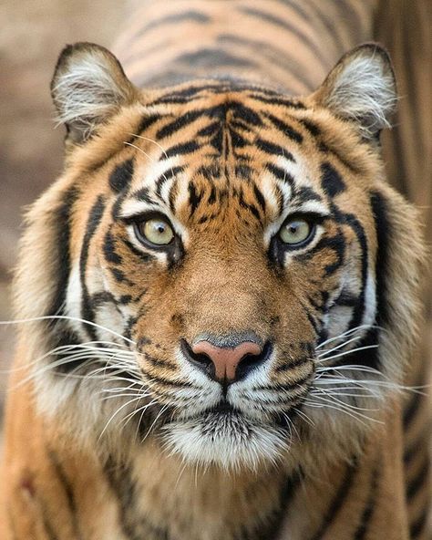 Rate this tigers ❓ 🐯1-10 🐯 🚨Follow @tigers.yns 🐆 .  If you love tiger follow  for more HD photo 📷 and videos 📹 ... . 📷via:unknown . .  us… Tiger Head Tattoo, Tiger Photography, Pet Portraits Photography, Melbourne Zoo, Tiger Portrait, Animal Studies, Micro Photography, Sumatran Tiger, Wildlife Pictures