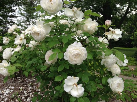 David Austin Rose "Winchester Cathedral" - recommended for the South by Walter Reeves Winchester Cathedral, David Austin Rose, Rose Nursery, Austin Rose, Crop Production, Rose Plant, Birdhouse Designs, Shrub Roses, David Austin Roses