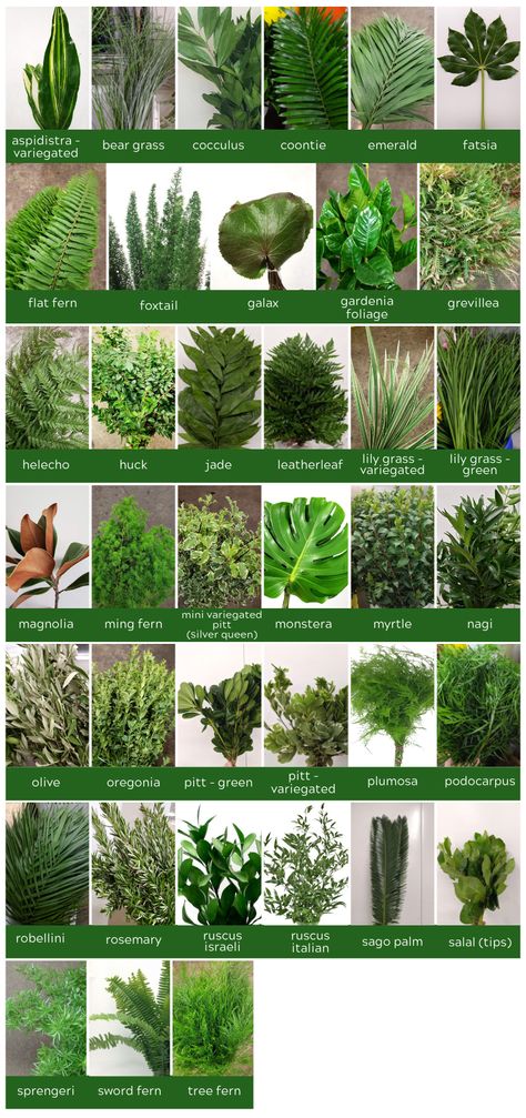 Leaves For Flower Arrangements, Wedding Greenery Names, Flower Arrangement Greenery, Greens For Bouquets, Dark Green Greenery, Foliage For Flower Arranging, Greens For Flower Arrangements, Green Florals For Wedding, Green Foliage Arrangement