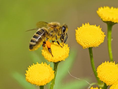 Plants To Attract Bees, Pollinating Flowers, Solitary Bees, Bee Colony, Homestead Gardens, Attracting Bees, Bee Friendly, Attract Pollinators, Beneficial Insects