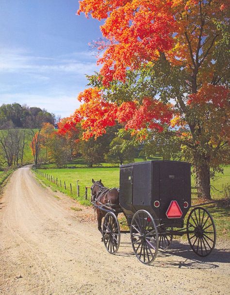 The buggy, an integral part of #Amish society - http://www.amishgazebos.com/the-horse-and-buggy/ Amish Country Ohio, Amish Culture, Amish Farm, Amish Community, Horse And Buggy, Pennsylvania Dutch, Autumn Scenes, Vintage Girl, Amish Country