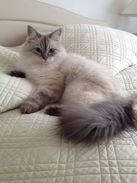 Grey And White Ragdoll Cat, Cute Siberian Cat, Gray Siberian Cat, Baby Ragdoll Cat, Seal Ragdoll Cat, Flamepoint Ragdoll Cat, White Ragdoll Cat Aesthetic, Grey Ragdoll Cat, Siberian Cat Aesthetic