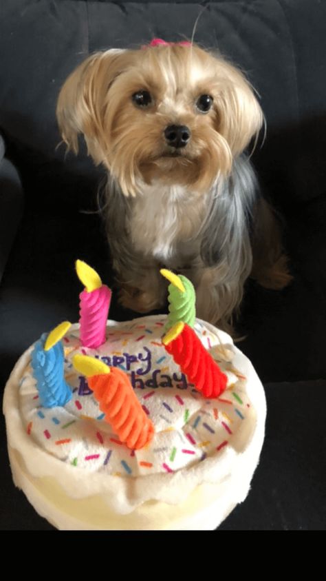 Cute Cats And Dogs, Dogs Cats, Yorkshire Terrier, Yorkie, Yorkshire, Cute Dogs, Birthday Parties, Dog Cat, Coco