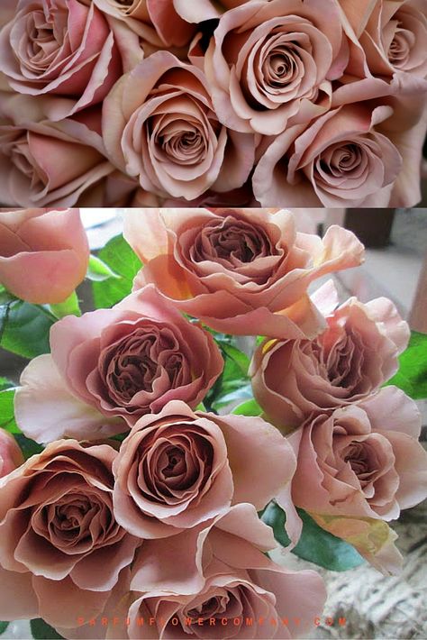 Cafe latte rose - slightly lighter in tone than the cappuccino rose. Cafe Latte Rose, Brown Roses, Mauve Roses, Pink Roses Wedding, Blush Wedding Flowers, Rose Varieties, Rose Seeds, Habotai Silk, Flower Guide