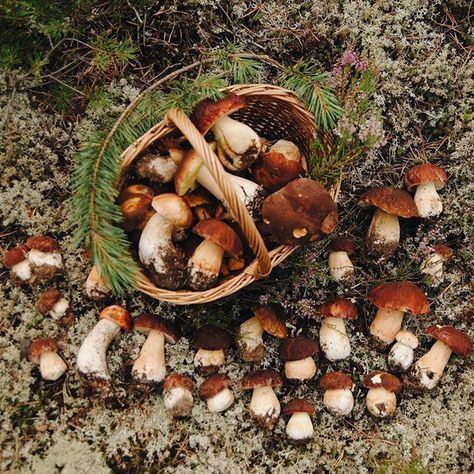 On The Ground, Forest