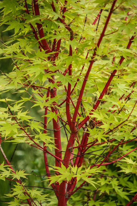 2ft Sango-kaku Acer Tree | 7.5L Pot | Japanese Maple Tree Landscape, Maple Tree Landscape, Coral Bark Maple, Acer Trees, Coral Bark Japanese Maple, Season Tree, Japanese Maple Tree, Acer Palmatum, Ornamental Trees