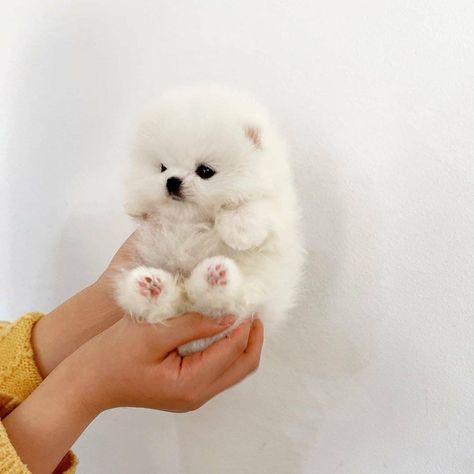 Cute Fluffy Dogs Teacup Pomeranian, Teacup Pomeranian Puppy, Blake Pink, Tattoos Dog, White Pomeranian Puppies, Puppy Teacup, Dream Puppy, Pomeranian Puppy Teacup, Cute Fluffy Dogs