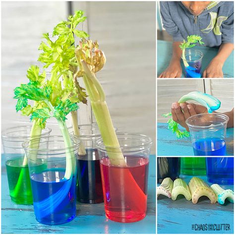 Colourful Celery Experiment Celery Color Experiment, Train Preschool Activities, Celery Experiment, Photosynthesis Activities, Trains Preschool, Kitchen Science Experiments, Ocean Coloring Pages, Water Experiments, Kitchen Science