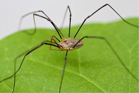 This is the time of year when slugs begin to appear in Alaska gardens, and so do the opiliones -- more commonly known as daddy longlegs -- that prey on them. Harvestman Spider, Long Leg Spider, Recluse Spider, Brown Recluse Spider, Spider Venom, Types Of Spiders, Brown Recluse, Wolf Spider, Wild Goose