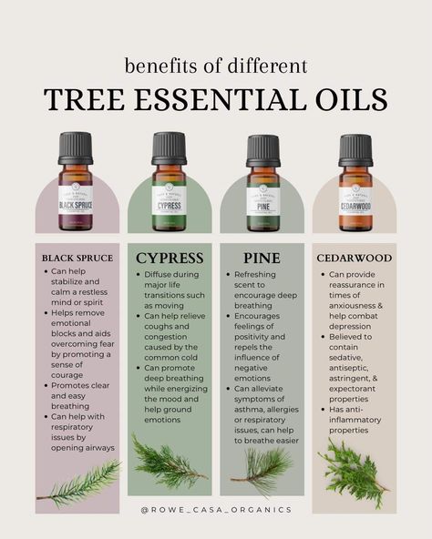 Cypress Pine, Cedarwood Essential Oil, Common Cold, Overcoming Fear, Diffuser Blends, Cheat Sheet, Essential Oil, Essential Oils, Encouragement