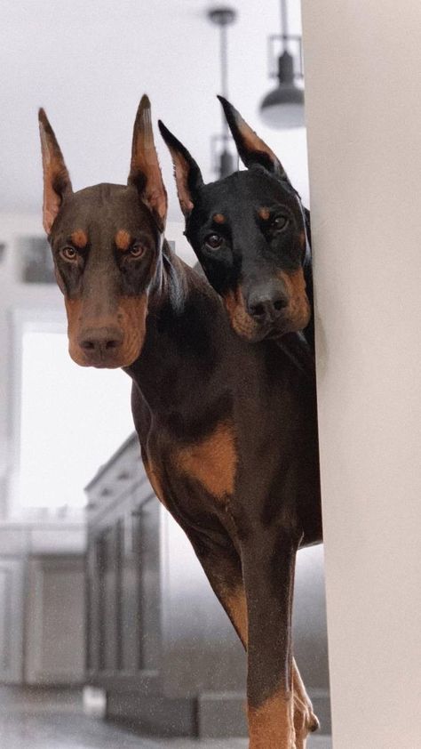 Doberman Pinscher Dog, Scary Dogs, Dangerous Dogs, Dog Jokes, Doberman Puppy, Cute Dog Photos, Doberman Dogs, Very Cute Dogs, Pretty Dogs