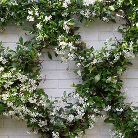 Birmingham Home & Garden on Instagram: "A trailing vine is always attractive. Blooming Confederate Jasmine adornes this wall in Mountain Brook. It is as pretty as it smells! #confederatejasmine #trailingvine #landscapedesign #flowers #greenandwhite #landscape Designer: @tmdlandscapedesigns 📷: @jallsopp" Hedge Garden Design, Hedge Garden, Trachelospermum Jasminoides, French Gardens, Chinese Star, Star Jasmine, Dream Yard, Landscape Designer, French Garden