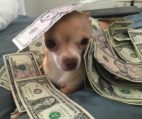 Has your dog ever eaten your money? Pfp Dog, Money Meme, Dog Expressions, Puppy Cuddles, Animal Action, Money Savers, Cutest Animals, Rich Kids, Cash App