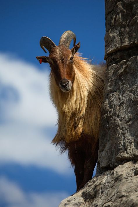 Himalayan Tahr, Taronga Zoo Sydney, Wild Goat, Himalayan Mountains, Animal References, Unusual Animals, Silly Animals, Wildlife Animals, Animals Of The World