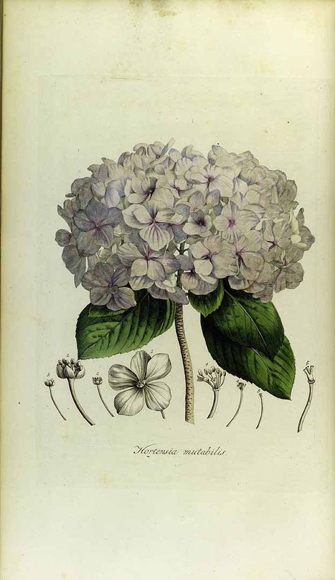 164536 Hydrangea macrophylla (Thunb.) Ser. [as Hortensia mutabilis Schneev.]  / Schneevoogt, G.V., Schwegman, H., Icones plantarum rariorum, t. 36 (1793) Botanical Illustration Hydrangea, Hydrangea Illustration, Watercolour Plants, Flora Danica, Vegetable Illustration, Hydrangea Macrophylla, Watercolor Plants, Botanical Illustrations, Sketch Ideas