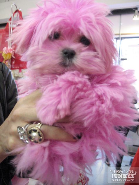 pink dog Pink Playground, Maltipoo Haircuts, Pink Runway, Lamp Decoration, Pink Puppy, Cherry Blossom Festival, I Believe In Pink, Pink Power, Pink Animals