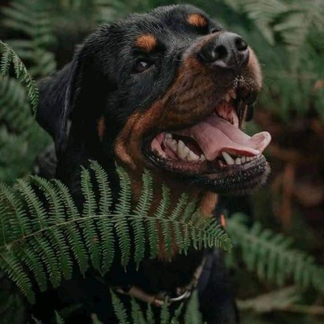 Rottweiler Love, Tail Wagging, Cute Dogs And Puppies, Leopards, Gta 5, Body Language, Rottweiler, Mans Best Friend, Four Legged