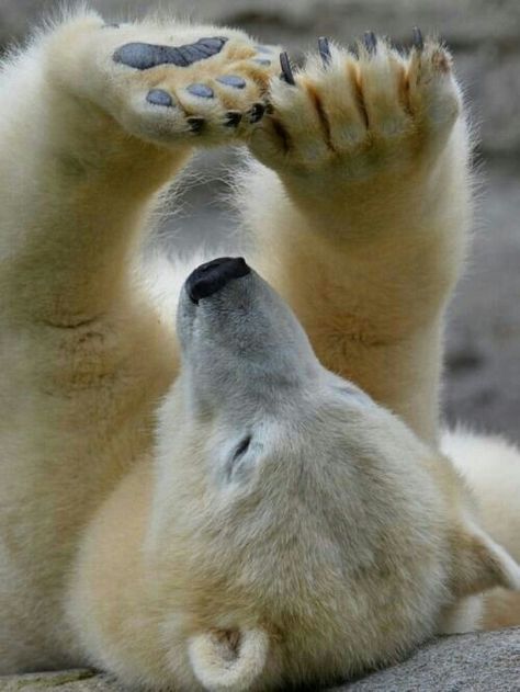 Wow i Need a Manicure! Photo Ours, Regnul Animal, Baby Polar Bears, Bear Photos, Bear Pictures, Bear Art, Polar Bears, My Nails, Sweet Animals