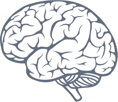 Human Brain Drawing, Artificial Brain, Brain Png, Brain Vector, Act Math, Brain Icon, Brain Drawing, Brain Images, Ap World History