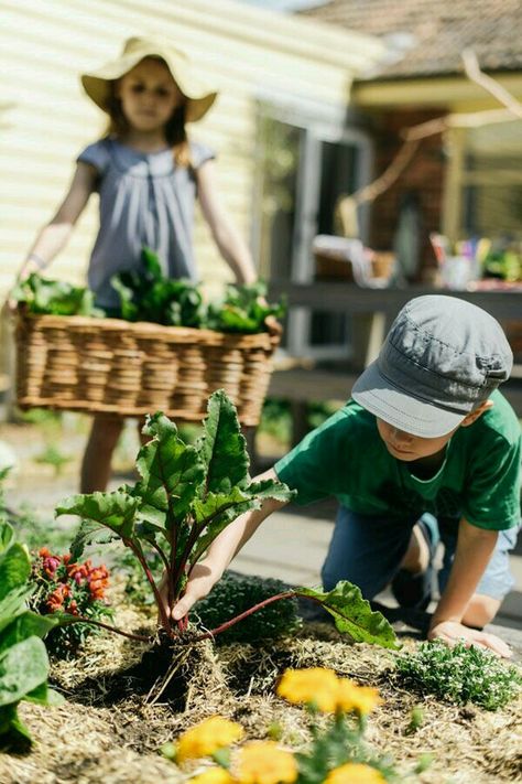 Sage Garden, Gardening Photography, Garden Harvest, Garden Photography, The Design Files, Gardening For Kids, 인물 사진, Kitchen Garden, Gardening For Beginners