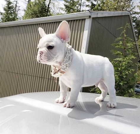 All white french bulldog Baby French Bulldog, Walking Dogs, Cute Bulldog Puppies, Bulldog Francese, Super Cute Puppies, Dog Puppies, Training Schedule, Frenchie Puppy, Cute French Bulldog