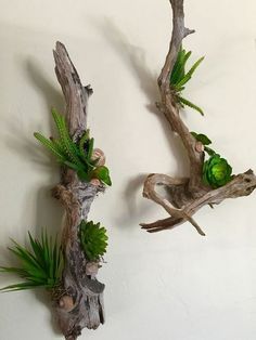 Takken Decor, Driftwood Planters, Driftwood Diy, نباتات منزلية, Succulent Garden Design, Driftwood Projects, Driftwood Wall Art, Succulent Garden Diy, Deco Nature