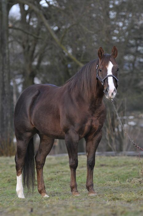 Photo Credit: Unknown Quarter Horse Stallion, Aqha Horses, American Quarter Horse, Chestnut Horse, Majestic Horse, Horse World, Horses And Dogs, All The Pretty Horses, Horse Crazy